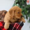 Image of Pickle, a Golden Retriever puppy