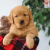 Image of Pickle, a Golden Retriever puppy