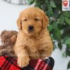 Image of Pickle, a Golden Retriever puppy