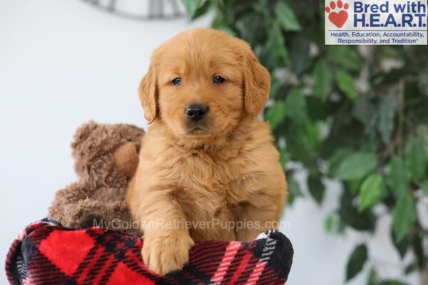 Image of Pickle, a Golden Retriever puppy