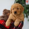 Image of Pickle, a Golden Retriever puppy