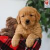 Image of Pickle, a Golden Retriever puppy