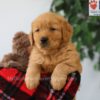 Image of Pickle, a Golden Retriever puppy