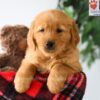 Image of Piper, a Golden Retriever puppy