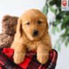 Image of Piper, a Golden Retriever puppy