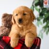 Image of Piper, a Golden Retriever puppy