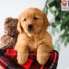 Image of Piper, a Golden Retriever puppy