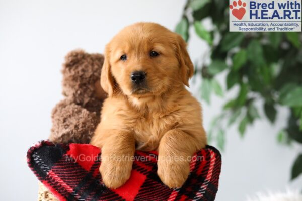 Image of Piper, a Golden Retriever puppy