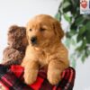 Image of Piper, a Golden Retriever puppy