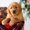 Image of Piper, a Golden Retriever puppy