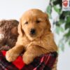 Image of Piper, a Golden Retriever puppy