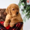 Image of Piper, a Golden Retriever puppy