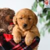 Image of Poppy, a Golden Retriever puppy