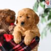 Image of Poppy, a Golden Retriever puppy