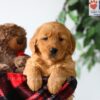 Image of Poppy, a Golden Retriever puppy