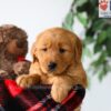 Image of Poppy, a Golden Retriever puppy