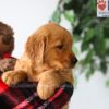 Image of Poppy, a Golden Retriever puppy