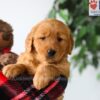 Image of Poppy, a Golden Retriever puppy