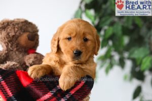 Image of Poppy, a Golden Retriever puppy