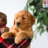 Image of Poppy, a Golden Retriever puppy