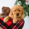 Image of Preston, a Golden Retriever puppy