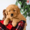 Image of Preston, a Golden Retriever puppy