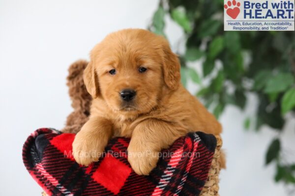 Image of Preston, a Golden Retriever puppy