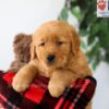 Image of Preston, a Golden Retriever puppy