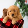 Image of Preston, a Golden Retriever puppy