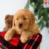 Image of Preston, a Golden Retriever puppy