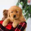 Image of Preston, a Golden Retriever puppy