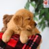 Image of Preston, a Golden Retriever puppy