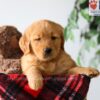 Image of Pumpkin, a Golden Retriever puppy