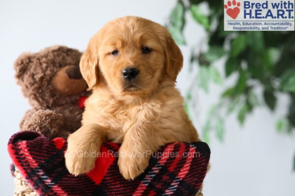 Image of Pumpkin, a Golden Retriever puppy