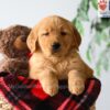 Image of Pumpkin, a Golden Retriever puppy