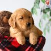 Image of Pumpkin, a Golden Retriever puppy