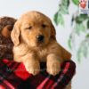 Image of Pumpkin, a Golden Retriever puppy