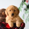 Image of Pumpkin, a Golden Retriever puppy