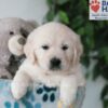 Image of Quade, a Golden Retriever puppy