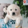 Image of Quade, a Golden Retriever puppy