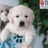 Image of Quade, a Golden Retriever puppy