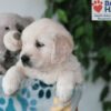 Image of Quade, a Golden Retriever puppy