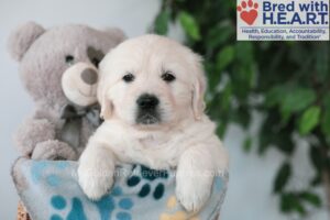 Image of Quade, a Golden Retriever puppy