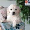 Image of Quest, a Golden Retriever puppy