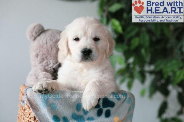 Image of Quest, a Golden Retriever puppy