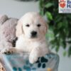 Image of Quest, a Golden Retriever puppy