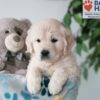 Image of Quimby, a Golden Retriever puppy