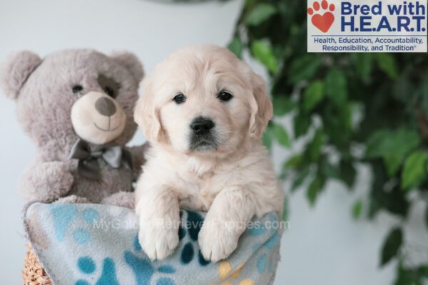 Image of Quimby, a Golden Retriever puppy