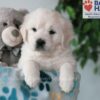 Image of Quinlan, a Golden Retriever puppy