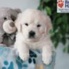 Image of Quinlan, a Golden Retriever puppy